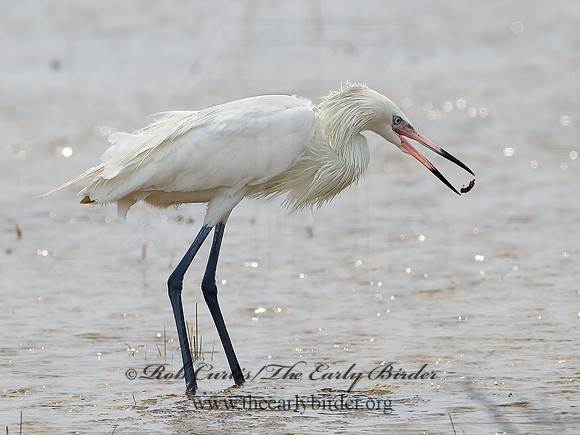Egretta rufescens  REDDISH EGRET 7005005z