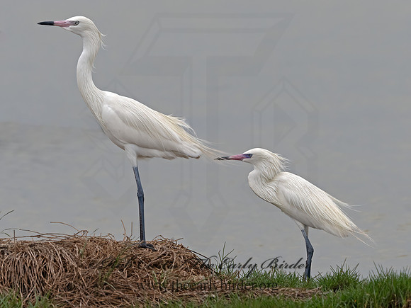 Egretta rufescens  REDDISH EGRET 3029879z