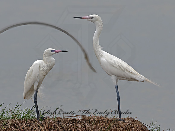 Egretta rufescens  REDDISH EGRET 3029883z