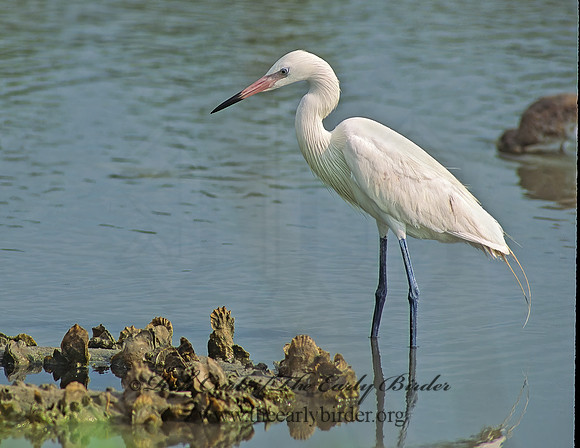 Egretta rufescens  REDDISH EGRET 90821z