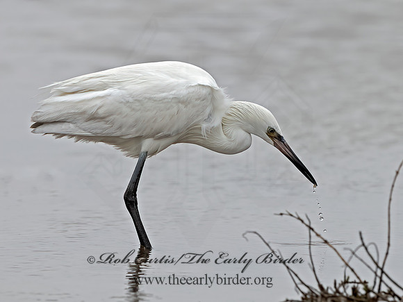 Egretta rufescens  REDDISH EGRET 3029680z