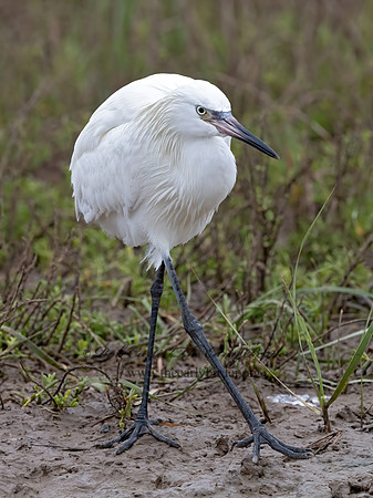 Egretta rufescens  REDDISH EGRET 3029610z