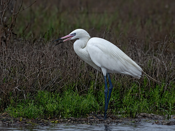 Egretta rufescens  REDDISH EGRET 3029829z