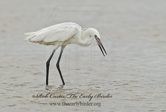 Egretta rufescens  REDDISH EGRET 7004908z