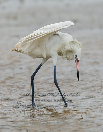 Egretta rufescens  REDDISH EGRET 6023447z