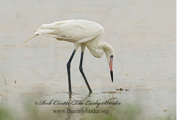 Egretta rufescens  REDDISH EGRET 7004917z