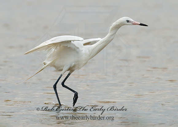 Egretta rufescens  REDDISH EGRET 7004919z