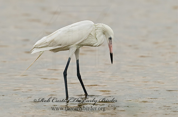 Egretta rufescens  REDDISH EGRET 7004923z
