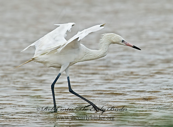 Egretta rufescens  REDDISH EGRET 7004932z