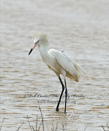 Egretta rufescens  REDDISH EGRET 7004981z