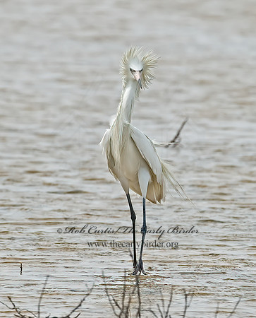 Egretta rufescens  REDDISH EGRET 7004982z