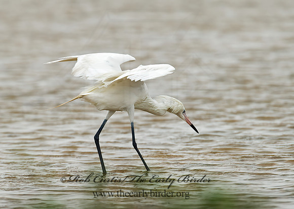 Egretta rufescens  REDDISH EGRET 7004933z