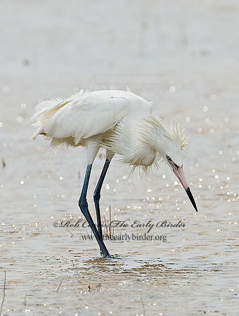 Egretta rufescens  REDDISH EGRET 7005004z