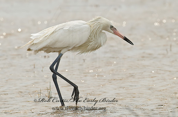 Egretta rufescens  REDDISH EGRET 7005006z