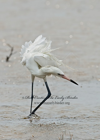 Egretta rufescens  REDDISH EGRET 7005008z