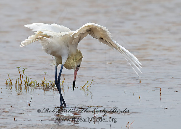 Egretta rufescens  REDDISH EGRET 7005009z