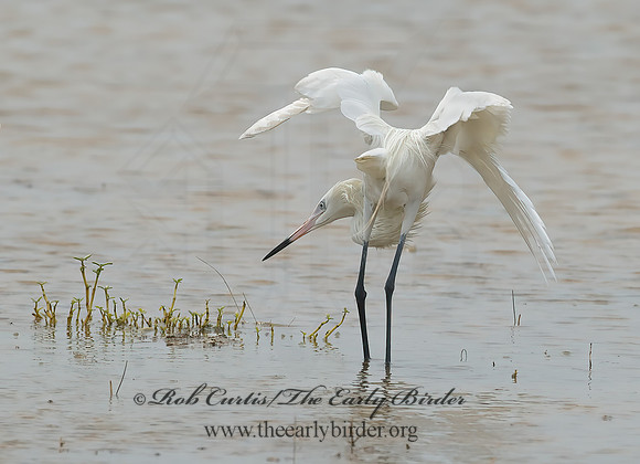 Egretta rufescens  REDDISH EGRET 7005022z