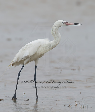 Egretta rufescens  REDDISH EGRET 7005034z