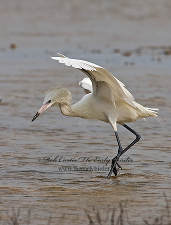 Egretta rufescens  REDDISH EGRET 7005055z