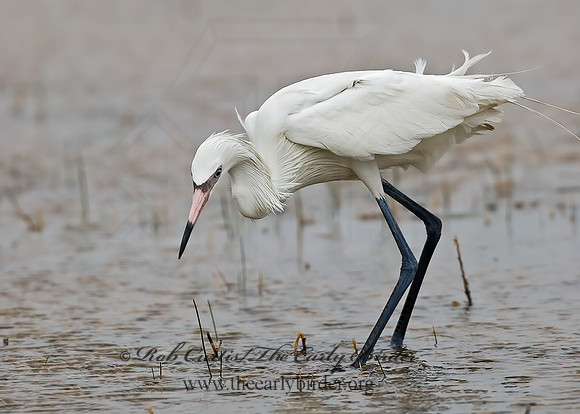 Egretta rufescens  REDDISH EGRET 7005035z