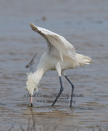 Egretta rufescens  REDDISH EGRET 7005057z