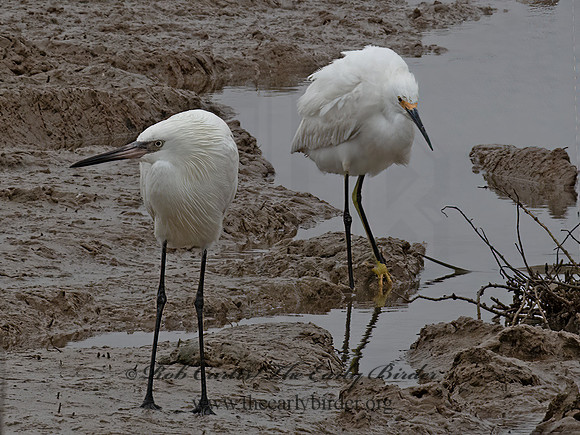 Egretta rufescens  REDDISH EGRET 6038931z