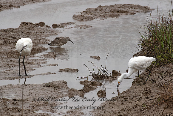 Egretta rufescens  REDDISH EGRET 6038921z