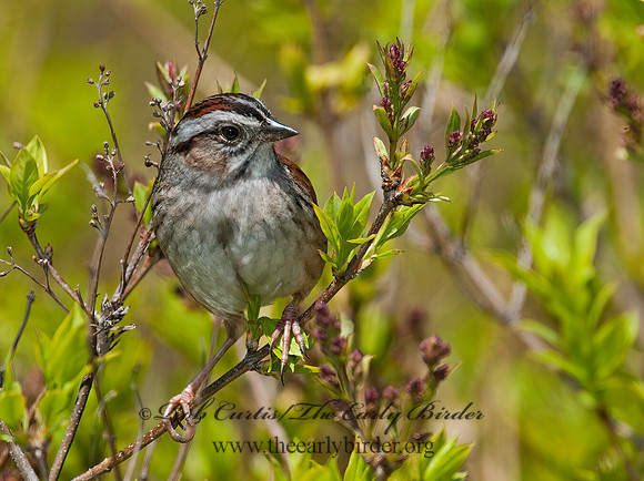 Melospiza georgiana  SWAMP SPARROW 3007231z