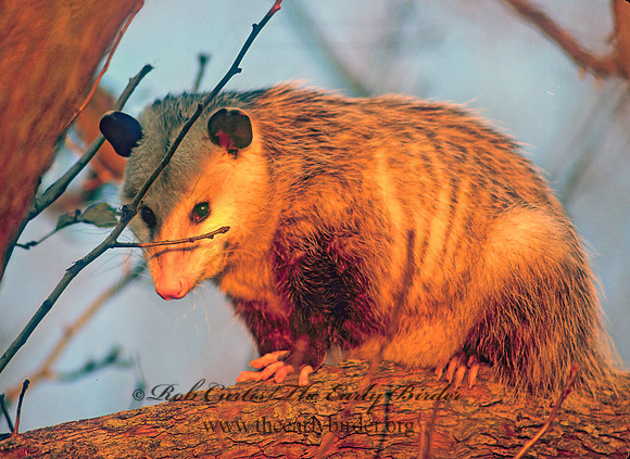 Didelphis virginiana  VIRGINIA OPOSSUM 247224z