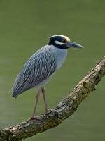 Nyctanassa violaceus  YELLOW-CROWNED NIGHT HERON  9011995z