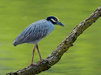 Nyctanassa violaceus  YELLOW-CROWNED NIGHT HERON  9011993z