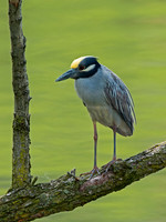 Nyctanassa violaceus  YELLOW-CROWNED NIGHT HERON  9011988z