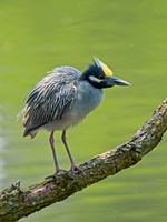 Nyctanassa violaceus  YELLOW-CROWNED NIGHT HERON  9011990z