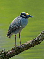Nyctanassa violaceus  YELLOW-CROWNED NIGHT HERON  9011991z