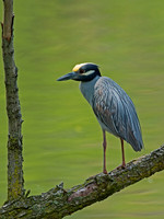 Nyctanassa violaceus  YELLOW-CROWNED NIGHT HERON  9011984z