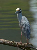 Nyctanassa violaceus  YELLOW-CROWNED NIGHT HERON  9011976z