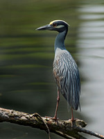 Nyctanassa violaceus  YELLOW-CROWNED NIGHT HERON  9011972z