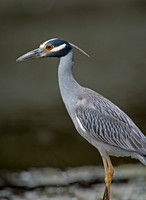 Nyctanassa violaceus  YELLOW-CROWNED NIGHT HERON  9003079z