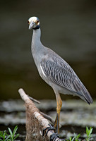 Nyctanassa violaceus  YELLOW-CROWNED NIGHT HERON  9003080z