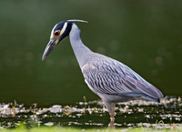 Nyctanassa violaceus  YELLOW-CROWNED NIGHT HERON  9003062z