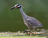 Nyctanassa violaceus  YELLOW-CROWNED NIGHT HERON  9003076z