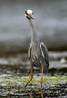 Nyctanassa violaceus  YELLOW-CROWNED NIGHT HERON  9003078z