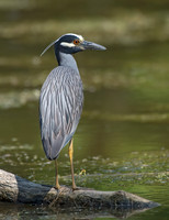 Nyctanassa violaceus  YELLOW-CROWNED NIGHT HERON  9003055z