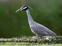 Nyctanassa violaceus  YELLOW-CROWNED NIGHT HERON  9003059z
