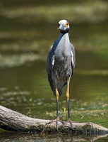 Nyctanassa violaceus  YELLOW-CROWNED NIGHT HERON  9003051z