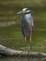 Nyctanassa violaceus  YELLOW-CROWNED NIGHT HERON  9003053z