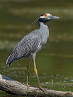 Nyctanassa violaceus  YELLOW-CROWNED NIGHT HERON  9003048z