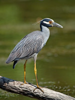 Nyctanassa violaceus  YELLOW-CROWNED NIGHT HERON  9003046z