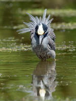 Nyctanassa violaceus  YELLOW-CROWNED NIGHT HERON  9002890z