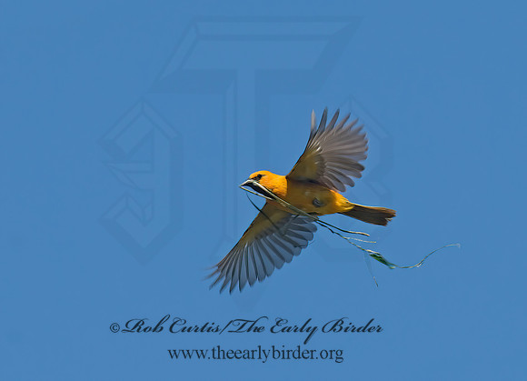 Icterus gularis  ALTAMIRA ORIOLE 7005496z